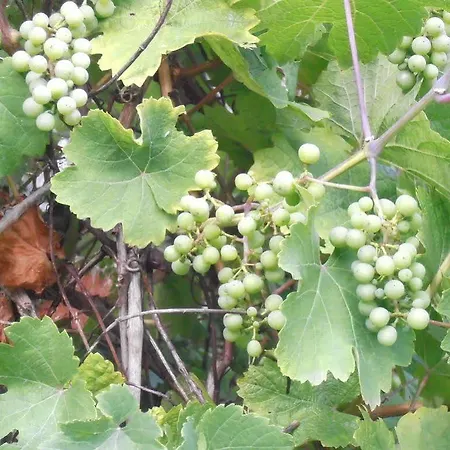 Green Lemon Garni - Haus Krahenhutte 3*
